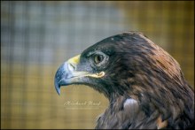 Пшкин Узник анализ