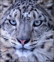 Фет Мама глянь-ка из окошка анализ