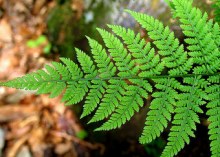 Виды фраткалов