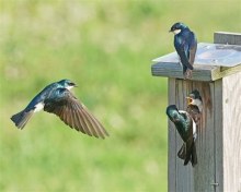 Фет Ласточки пропали