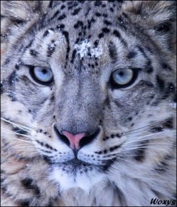 Фет Мама глянь-ка из окошка анализ